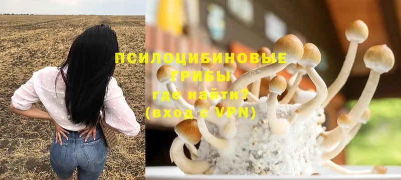 Псилоцибиновые грибы Psilocybe  наркота  Берёзовка 